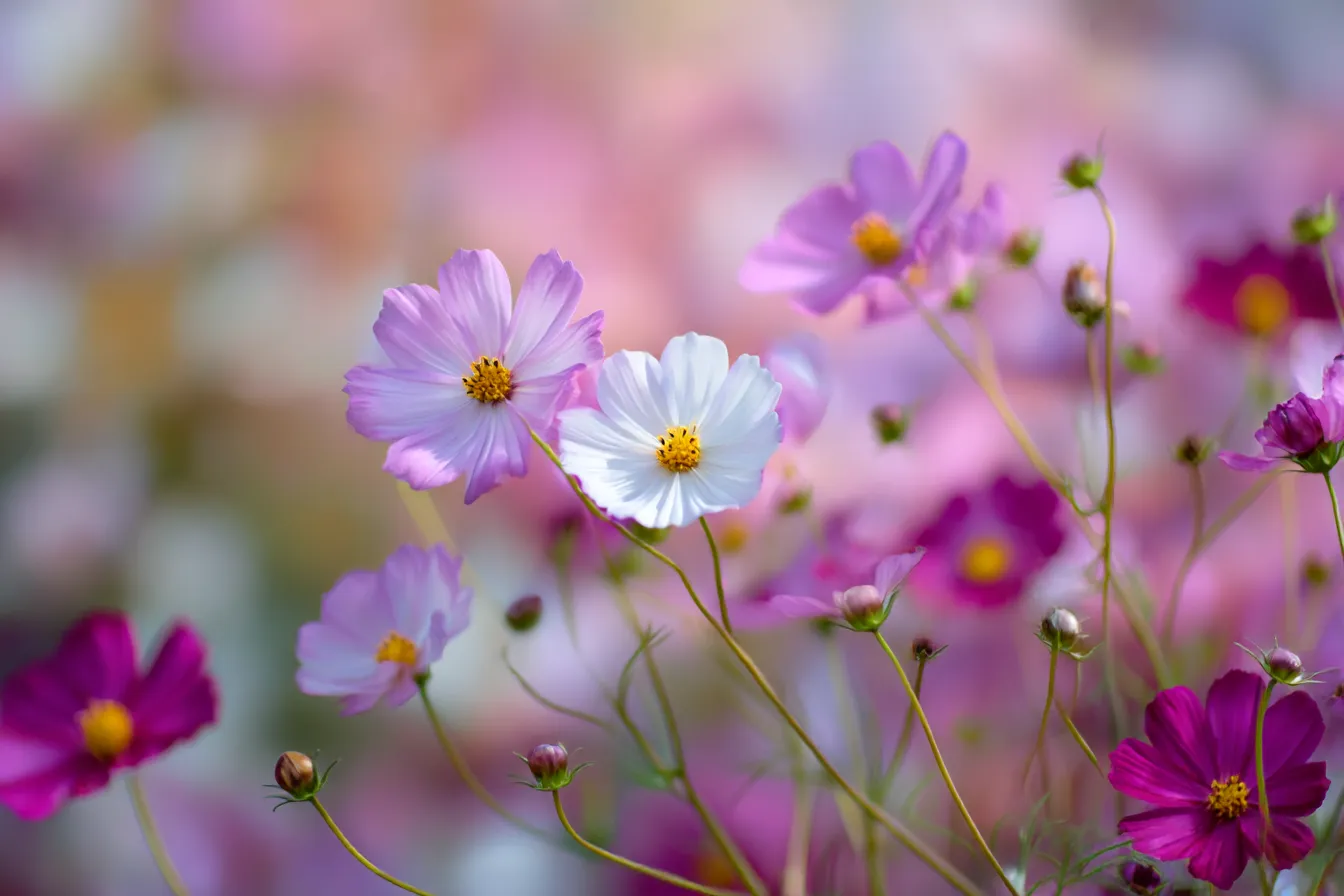 コスモスの群れ咲く秋の花写真｜白やピンクのコスモスが背景に広がる秋の花写真。ふんわりとした色彩と構図が明るく、希望に満ちた季節の喜びを伝えます。