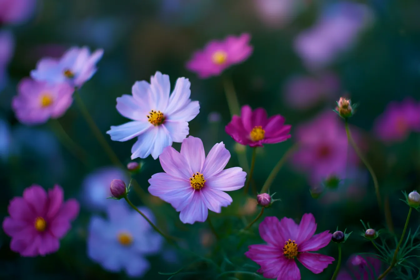 夕暮れに咲くコスモスの秋の花写真｜深まる夕空を背景に、ピンクや紫のコスモスが咲く秋の花写真。落ち着いた光と影が調和し、ノスタルジックな印象を演出します。