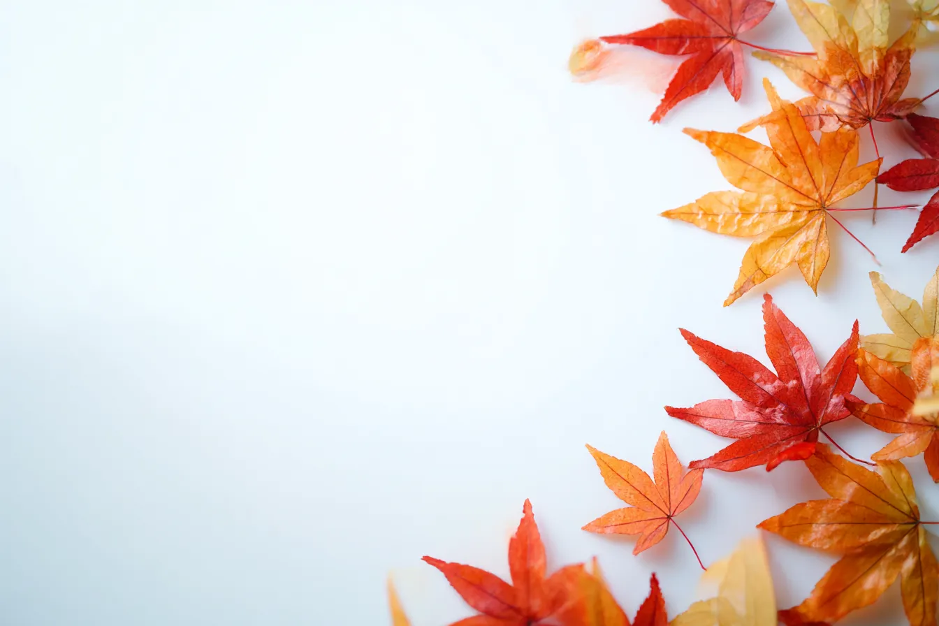 秋の葉っぱ 写真 光に透ける紅葉の構図｜柔らかな自然光の中で紅葉した葉が画面の右下に配置された「秋の葉っぱ 写真」。光に透ける質感が美しく、静かな時間と秋の優しさを感じさせる穏やかな写真構成。