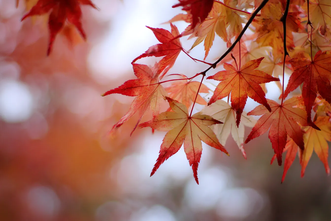 秋の葉っぱ 写真 逆光で輝く紅葉アップ｜逆光の中で透き通るような紅葉をアップで捉えた「秋の葉っぱ 写真」。ふんわりとした背景のボケ感が幻想的で、深まる秋の空気感としっとりした美しさが引き立つ一枚。