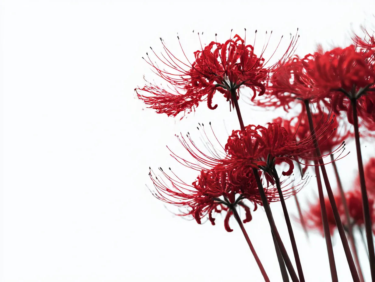 9月花写真×白背景の彼岸花｜白背景に真紅の彼岸花が際立つ写真作品。花の独特な形状と鮮烈な赤が映え、静寂さと緊張感を同時に感じさせるミニマルで洗練された構図。