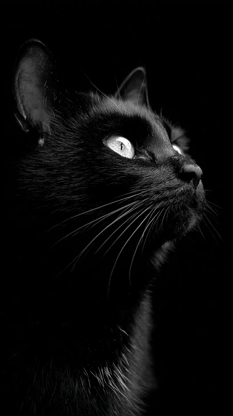 おしゃれ黒猫壁紙｜モノクロの光の中から現れるおしゃれ黒猫の鋭い眼差しが、壁紙全体に緊張感を与える。毛並みの細やかな描写と光の反射が組み合わさり、日常の一瞬を切り取ったリアルな存在感を印象づけている。